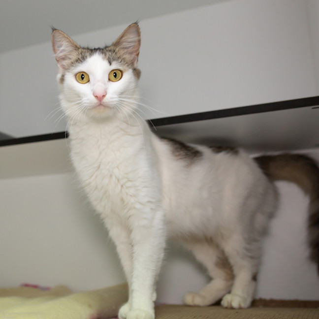 Photo of Marshmallow