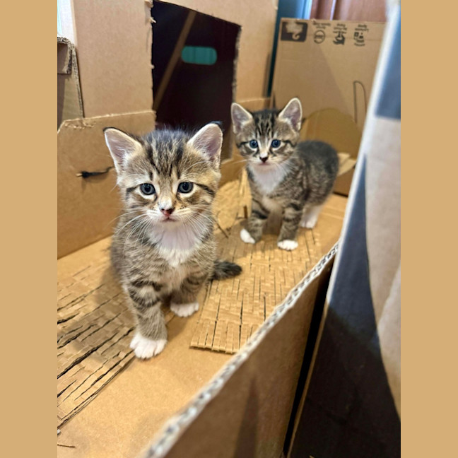 Photo of Yanni & Niko 