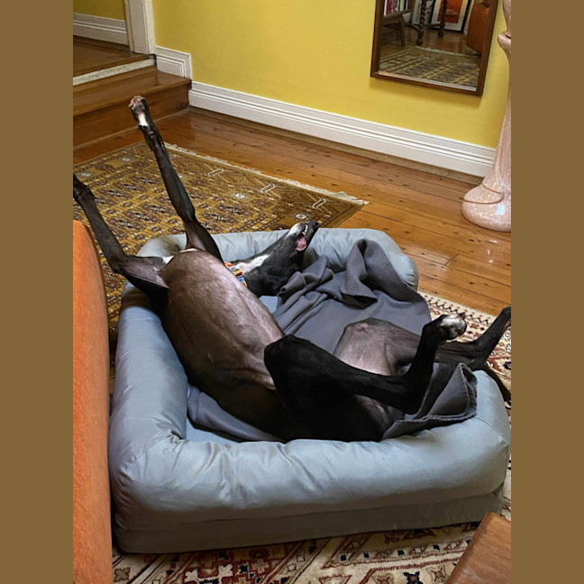 Photo of Ace The Greyhound