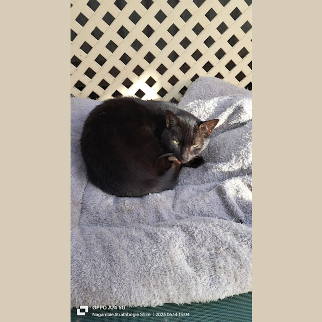 Photo of Bagheera