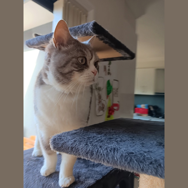 Photo of Link
