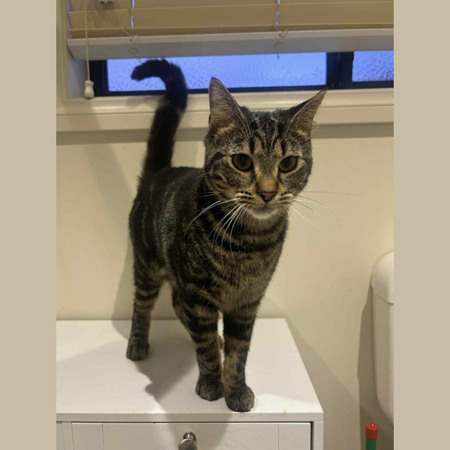 Photo of Kai   Located In Ashburton