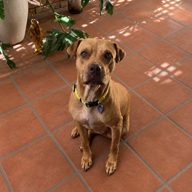Photo of Goldie