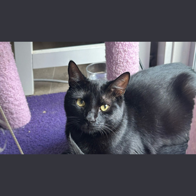 Photo of Lulu