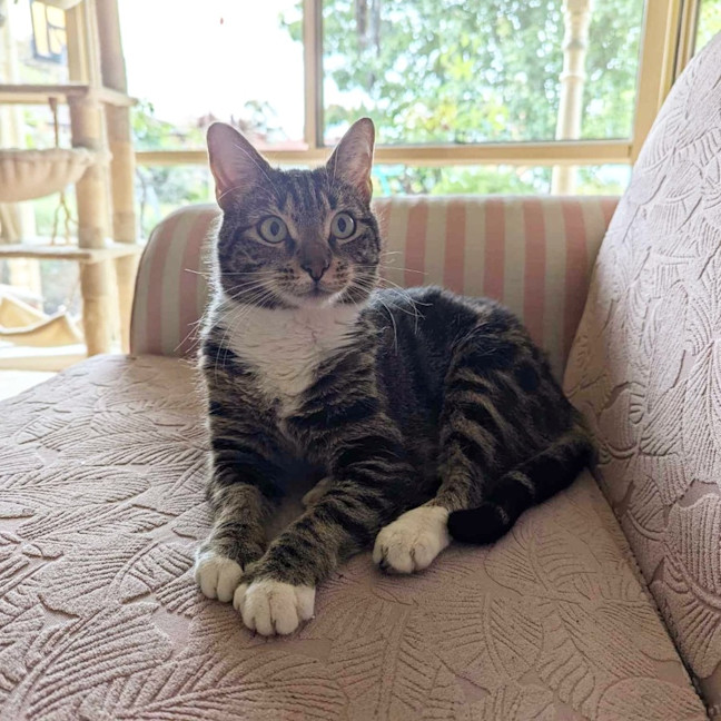 Photo of Lilac 