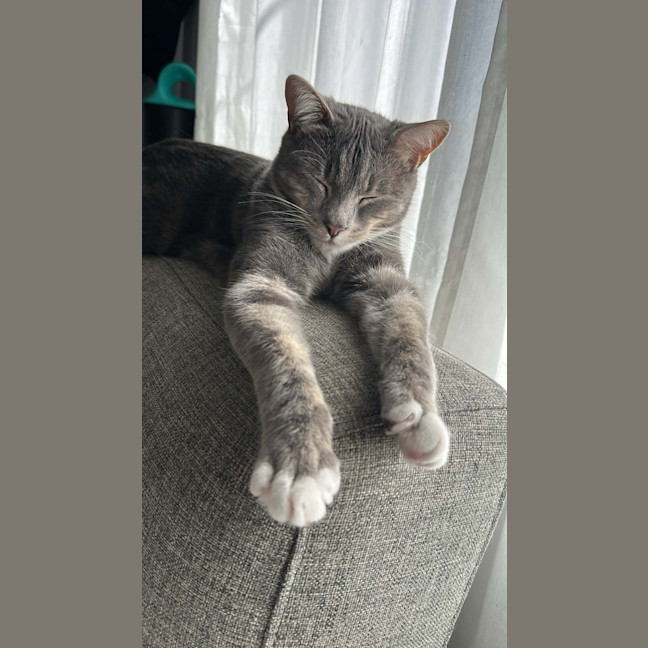 Photo of Louis **2nd Chance Cat Rescue**