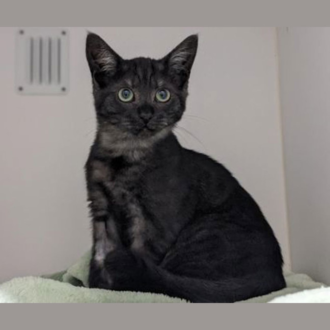 Photo of Black Maggott