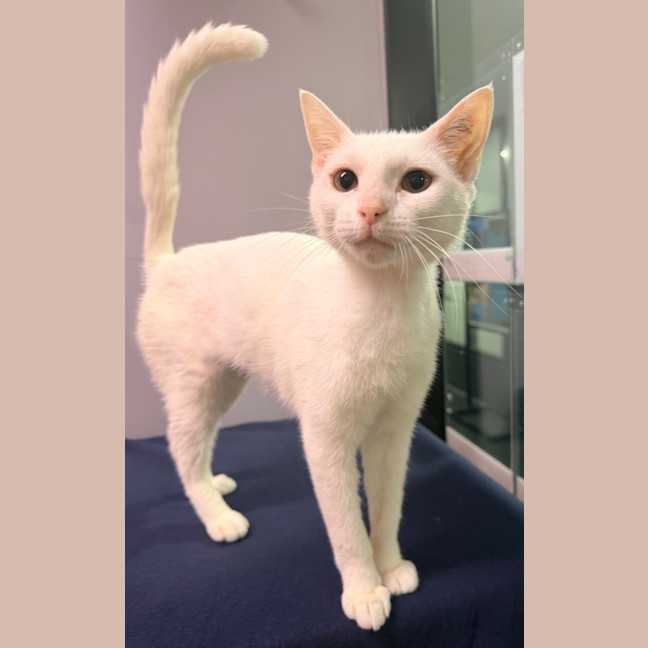 Photo of Marshmallow