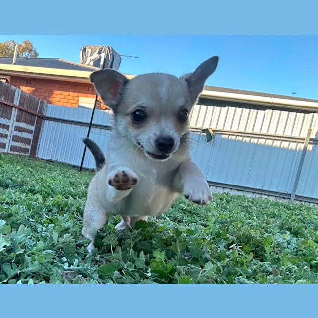 Photo of Riff