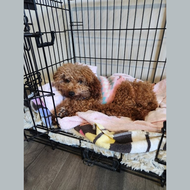Photo of Biscoff   1 Year Old Poodle X