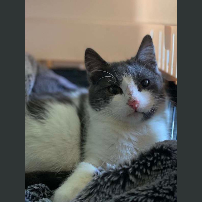 Photo of Dimple
