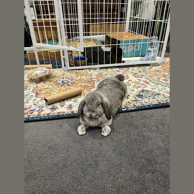 Photo of Smudge With Sooty