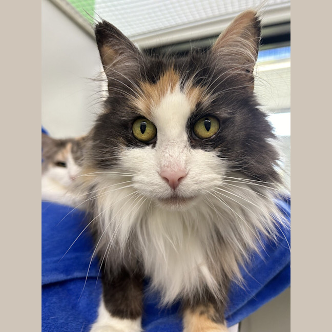 Photo of Artemis