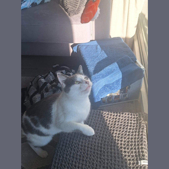 Photo of Daisy
