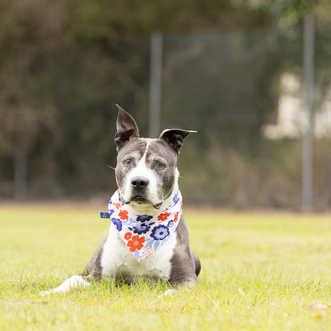Photo of Hector