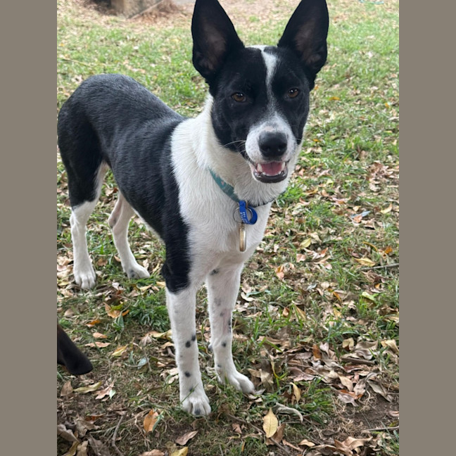 Photo of Pippa   1 Year Old Cattle Dog X