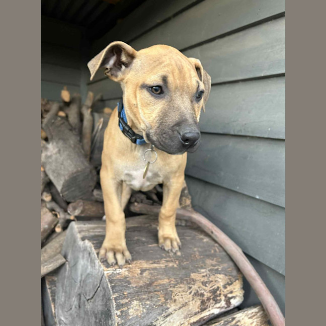 Photo of Firecracker