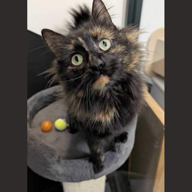 Photo of Avada Kedavra