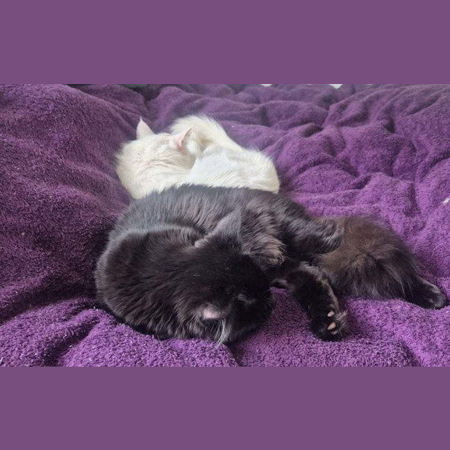 Photo of Emi * 9 Lives Project Rescue*