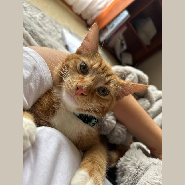 Photo of Sox *9 Lives Project Rescue*