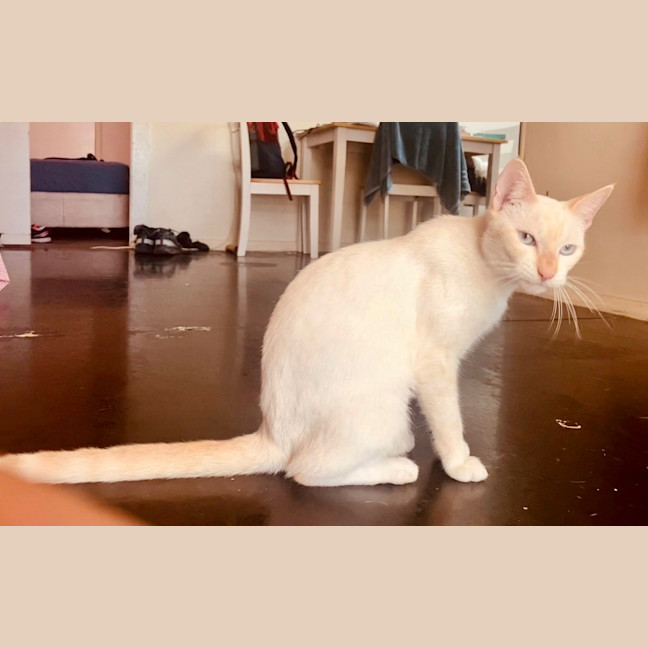 Photo of Cece