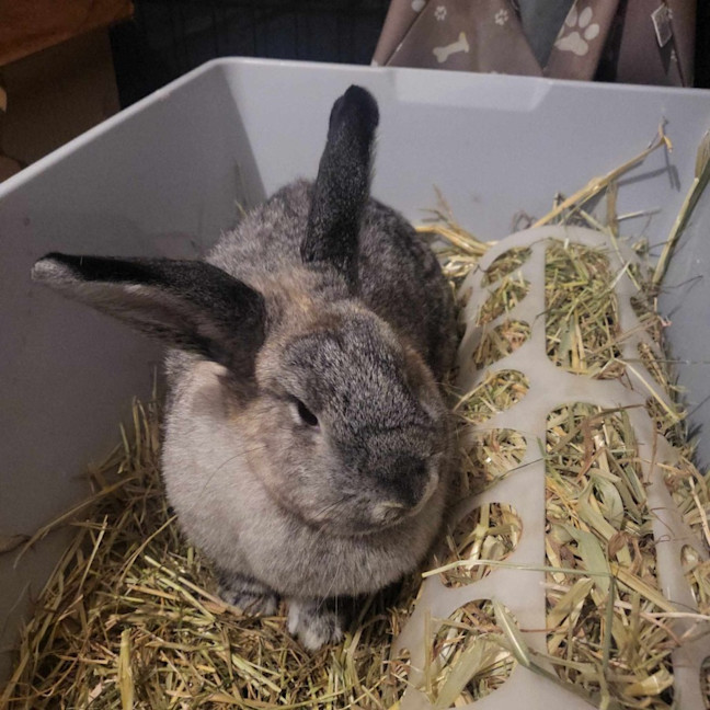 Photo of Abby Cadabby