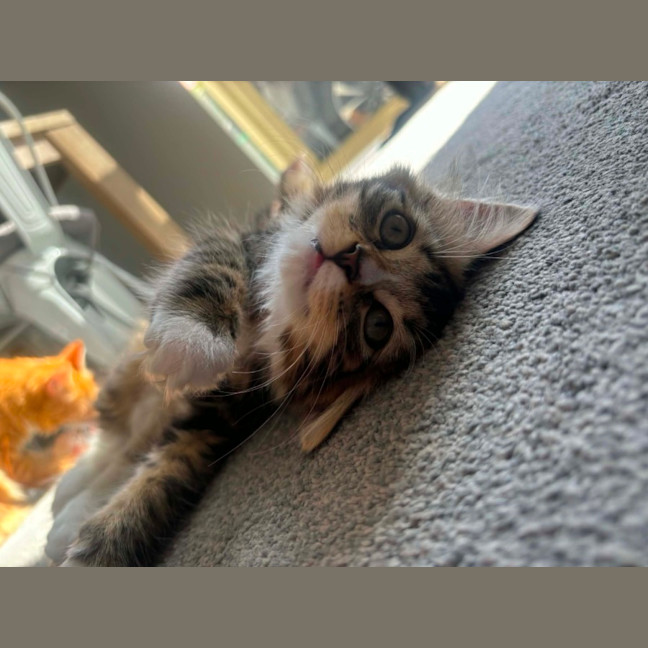 Photo of Gracie Meet Me At Petstock Carrum Downs Store 