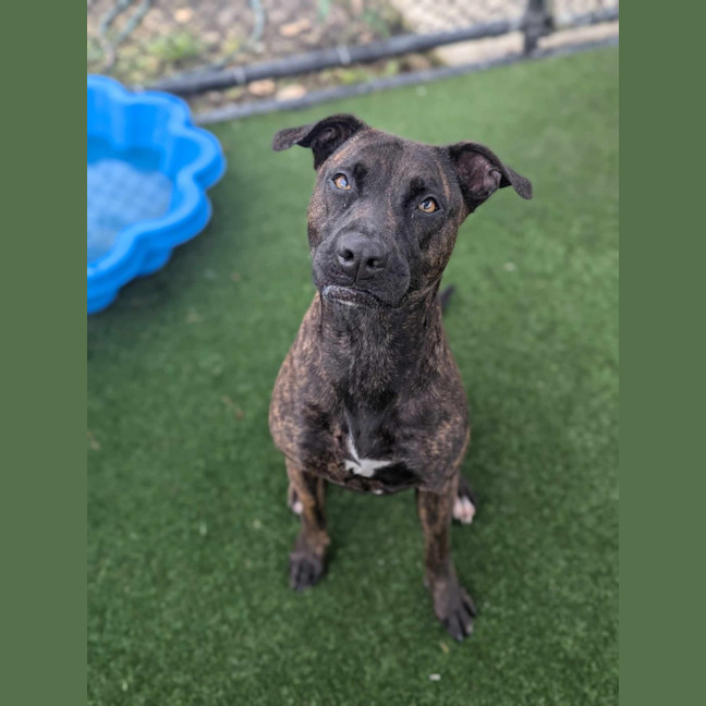 Photo of Petra Imp 2756