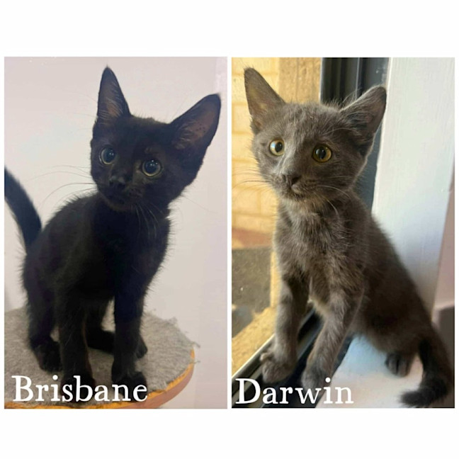Photo of 11826/30   Darwin & Brisbane