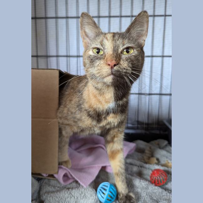 Photo of Cookie