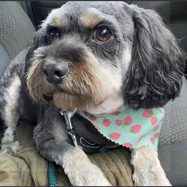 Photo of Roy Valenti