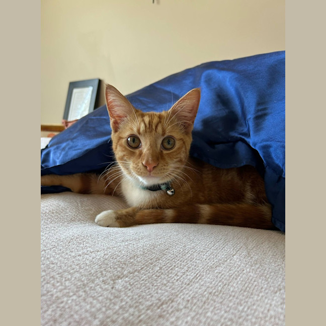 Photo of Sox *9 Lives Project Rescue*