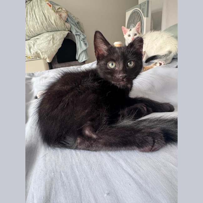 Photo of Pumpernickle