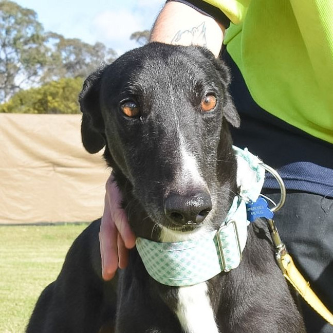 Photo of Frodo The Greyhound