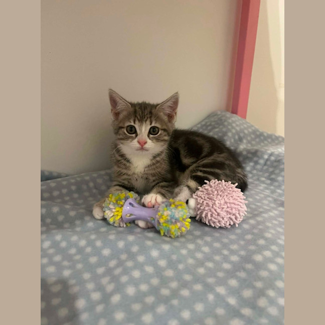 Photo of Charlotte   In Foster Care In Doreen