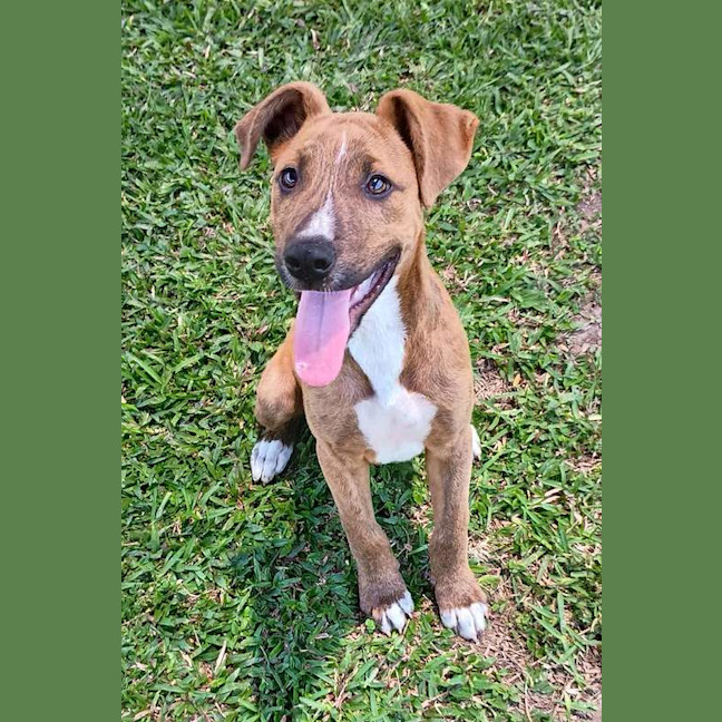 Photo of Shaggy