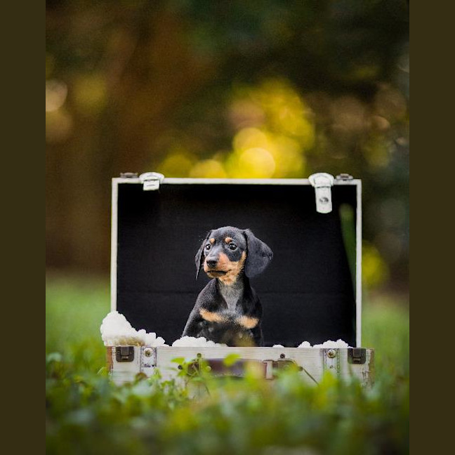Photo of Violet