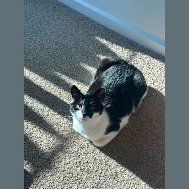Photo of Nova