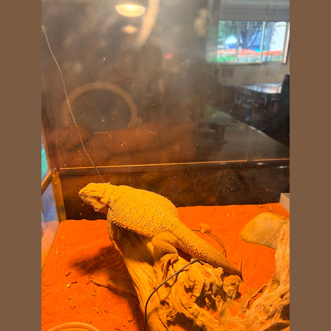 Photo of Oscar 
