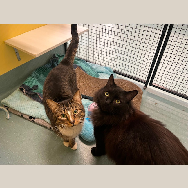 Photo of Anakin & Alfred (Bonded)