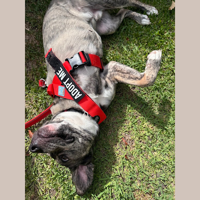 Photo of Pixel