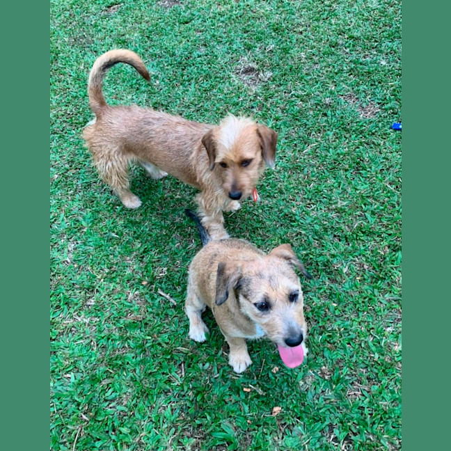 Photo of Maurice & Sheba