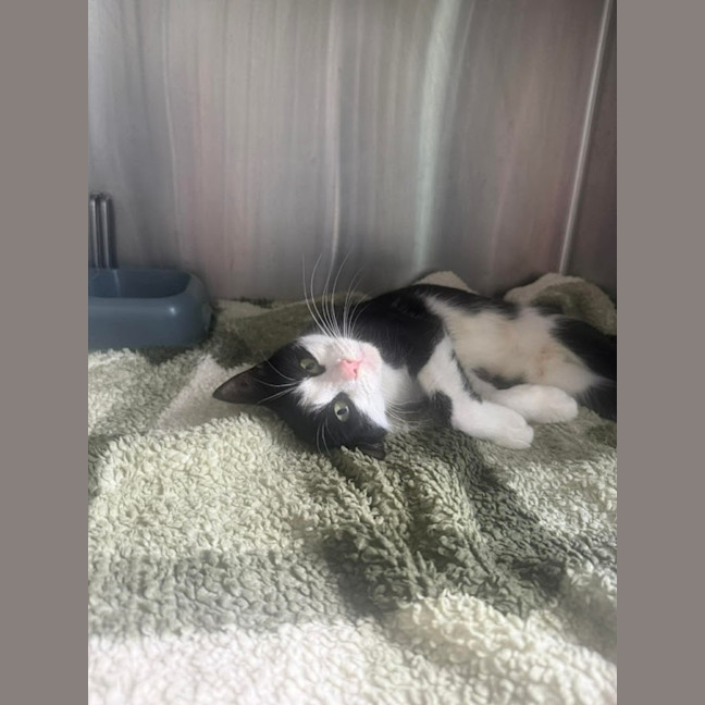 Photo of Miffy