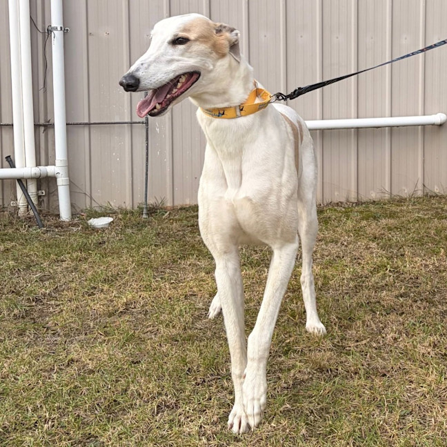 Photo of Bob Marley The Greyhound