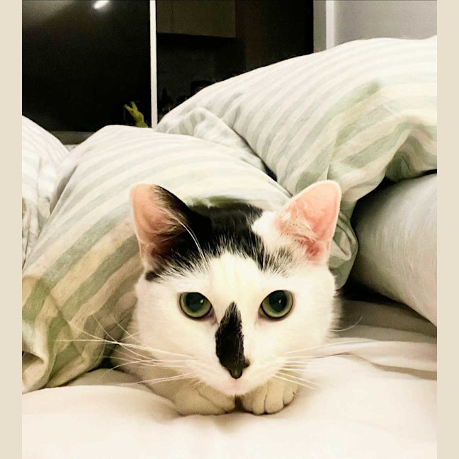 Photo of Moo Moo