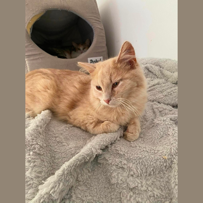 Photo of Marshmallow