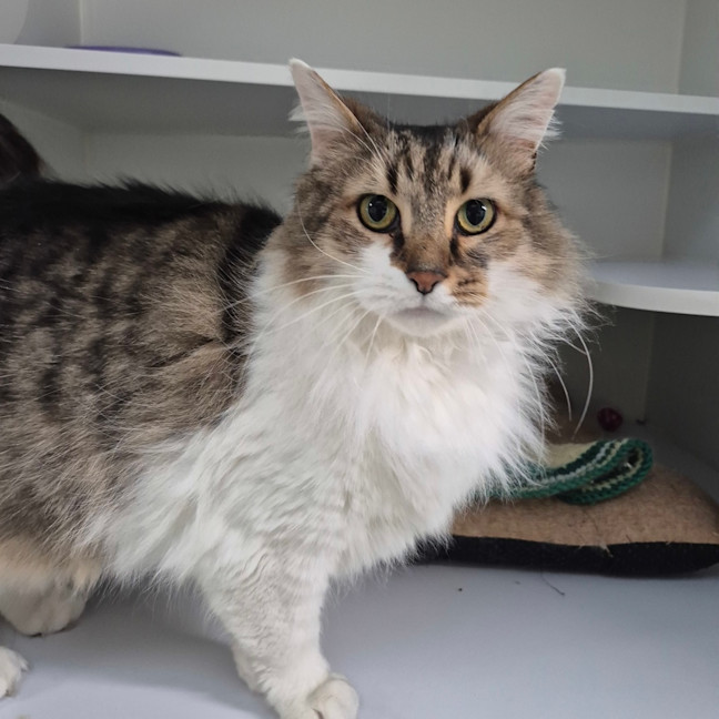 Photo of Lé Chonk 