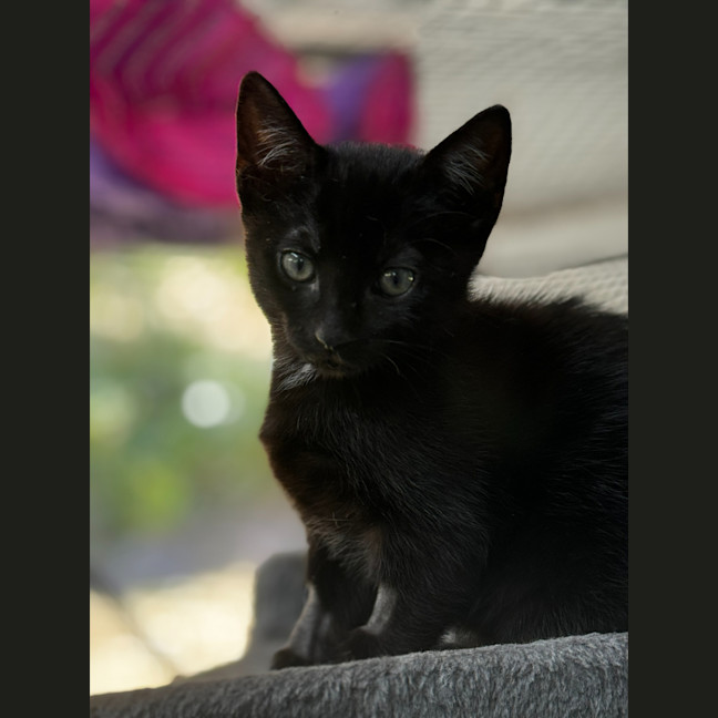 Photo of Cosmo