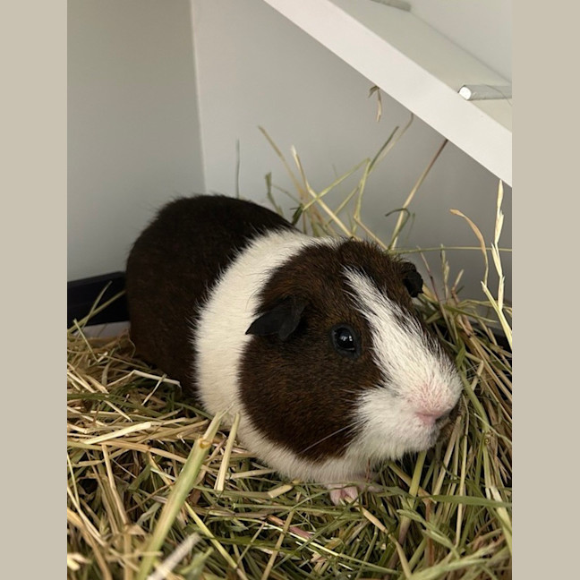 Photo of Reese