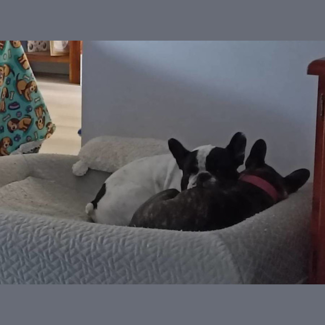 Photo of Archie & Marley   7 Year Old French Bulldog